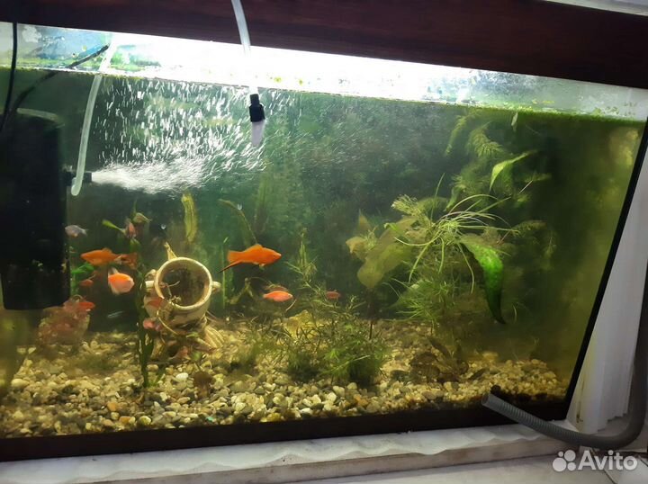 Аквариум