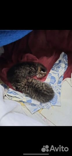 Британские котята