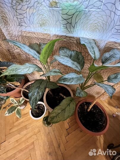 Комнатные растения