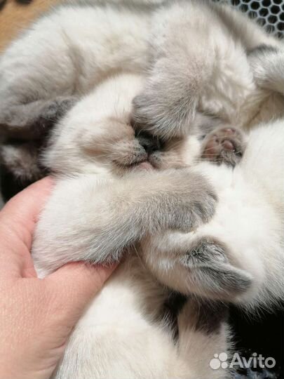 Кошки