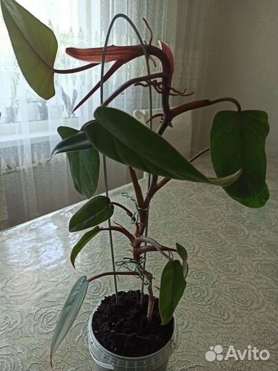 Филодендрон