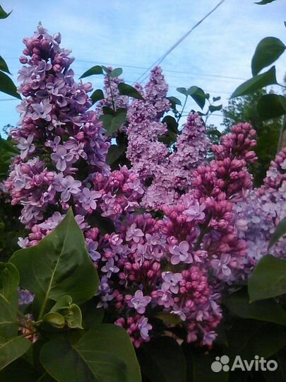 Сирень сортовая крупная