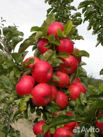 Саженцы яблонь и груш
