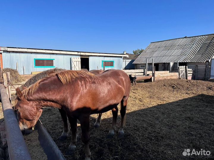 Русский тяжеловоз