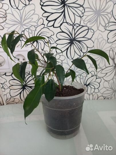 Комнатные цветы