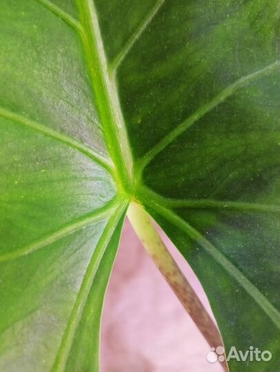 Алоказия Нью Гвинея Голд