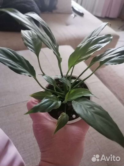 Спатифиллум Дели