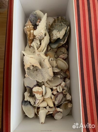 Ракушки для аквариума