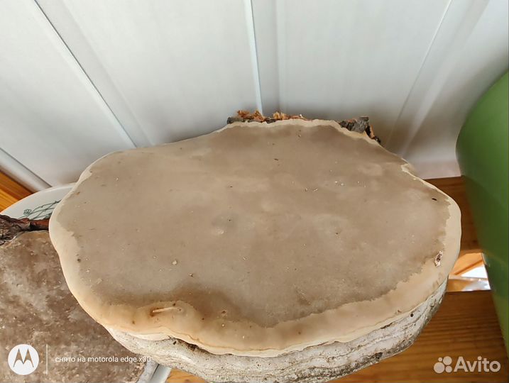 Гриб трутовик