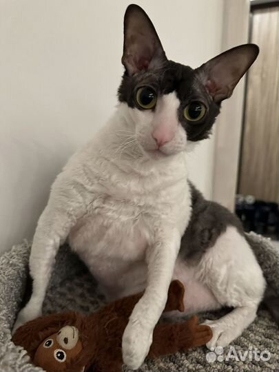 Корниш-рекс отдам