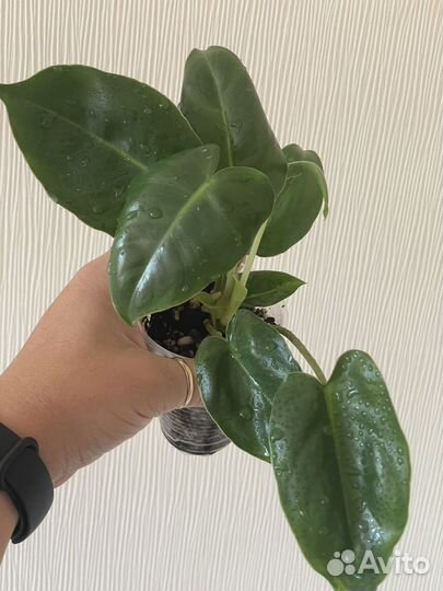 Комнатные растения #1