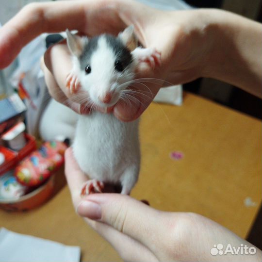 Крыса, крысы, Дамбо, крысята,Бронь до 20.04