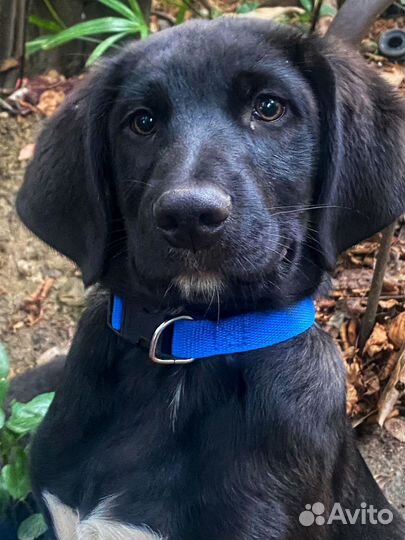 Собака щенок умный привит