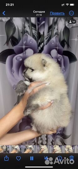 Щенки шпицы