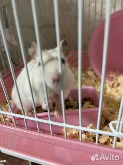 Хомяк с клеткой