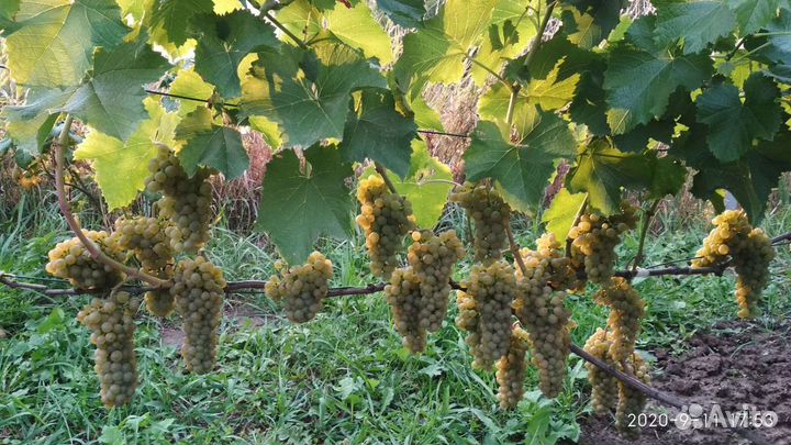 Черенки винограда и вегетирующие саженцы