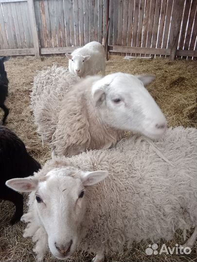 Овцы бараны