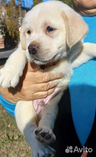 Щенки лабрадора