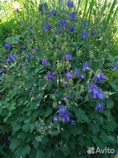 Садовые многолетники