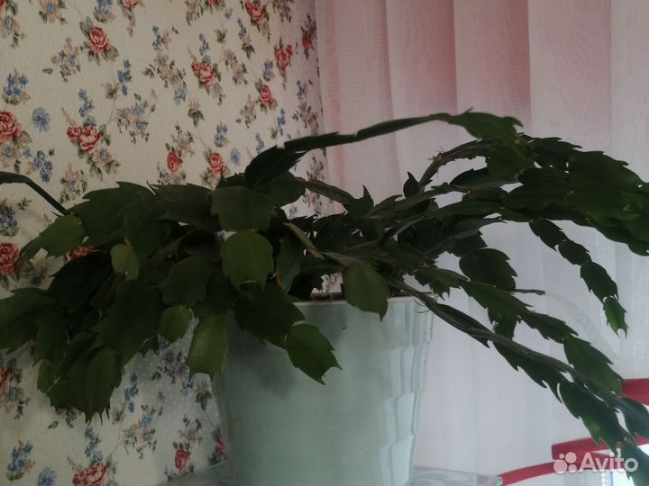 Декабрист шлюмбергера