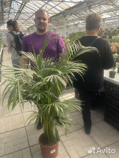 Пальма арека комнатные цветы