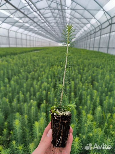 Саженцы ели зкс оптом