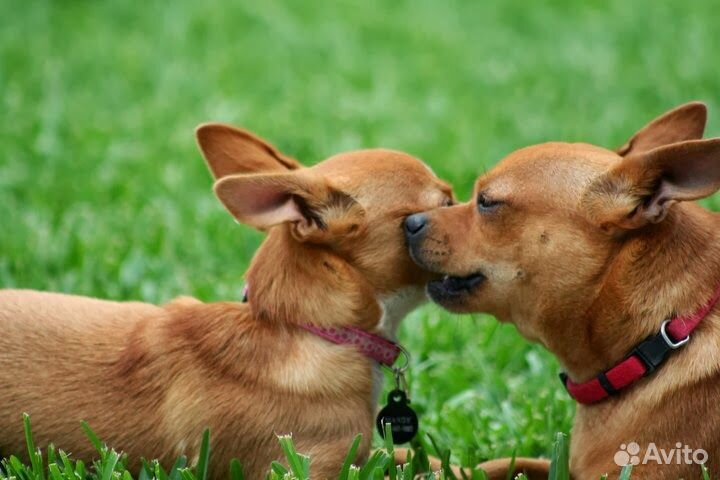 Дрессировка,вязки,хендлер