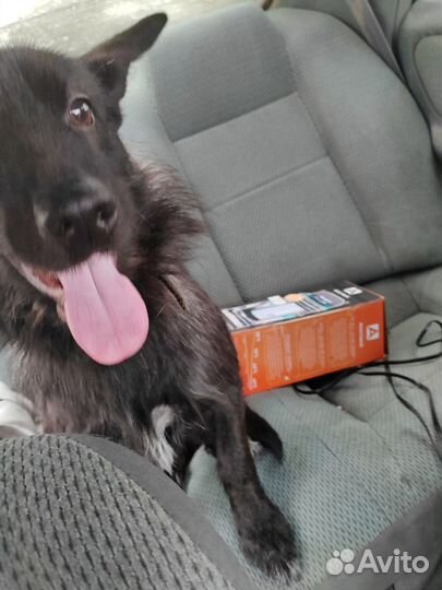 Отдам в добрые руки