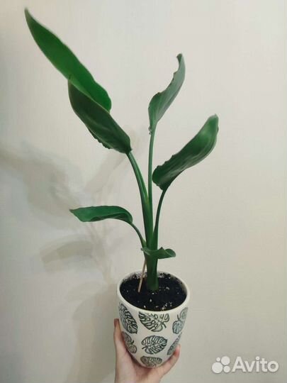 Стрелиция регина 55 см