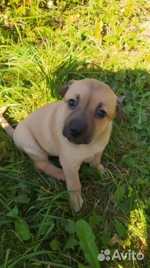 Щенок 1,5 мес девочка в добрые руки