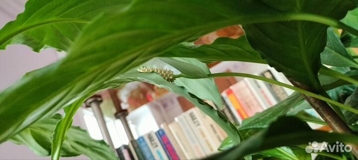 Спатифиллюм