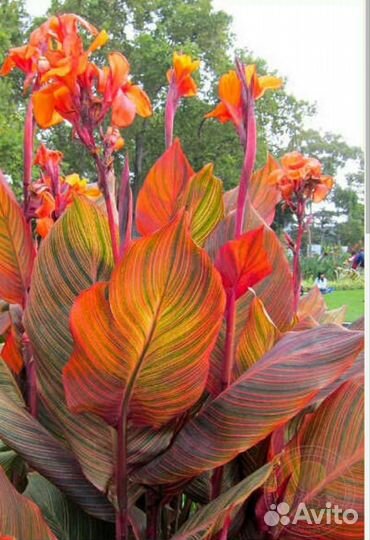 Канны клубни