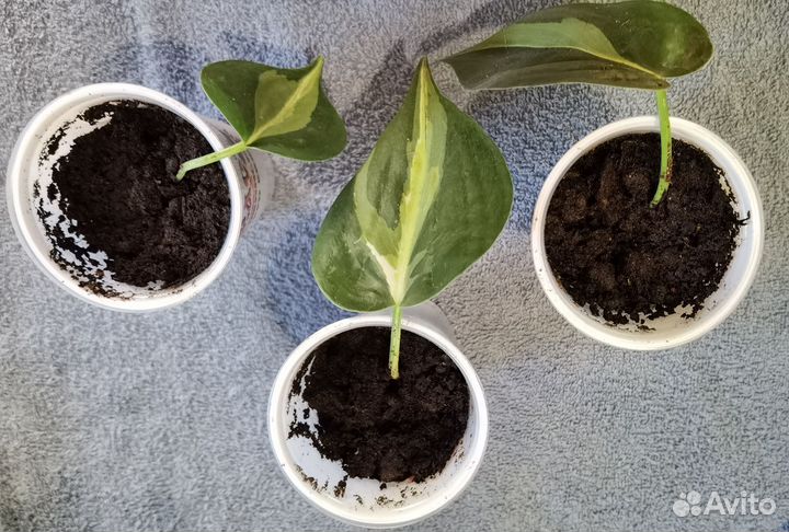 Филодендрон бразил триколор