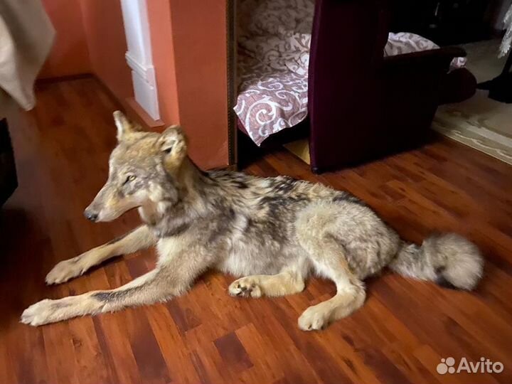 Экзотические животные