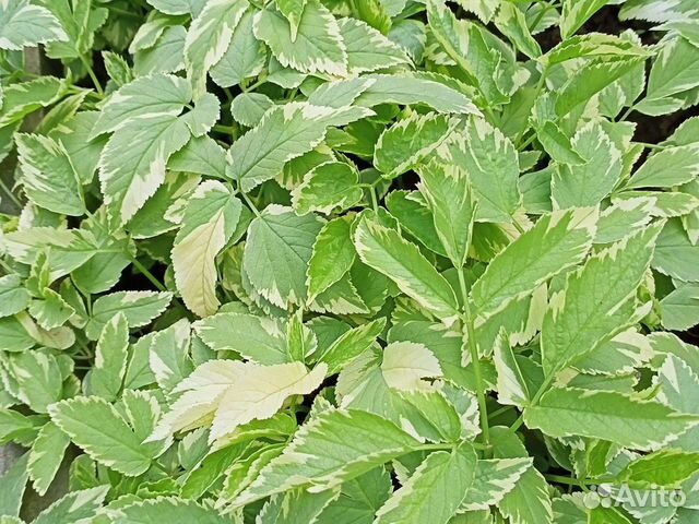 Сныть, плющи