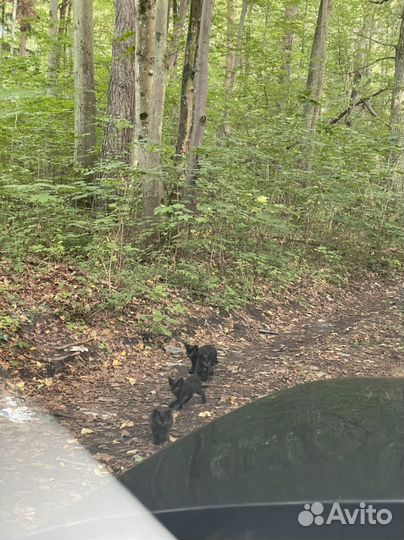 Найдены в лесу, хотят домой