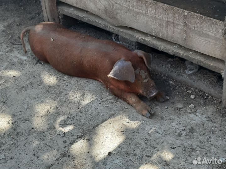 Паросята дюрок,Свиноматки,Хряки