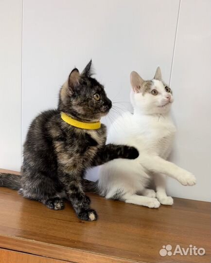 Отдам котят