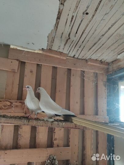 Продажа бакинских голубей
