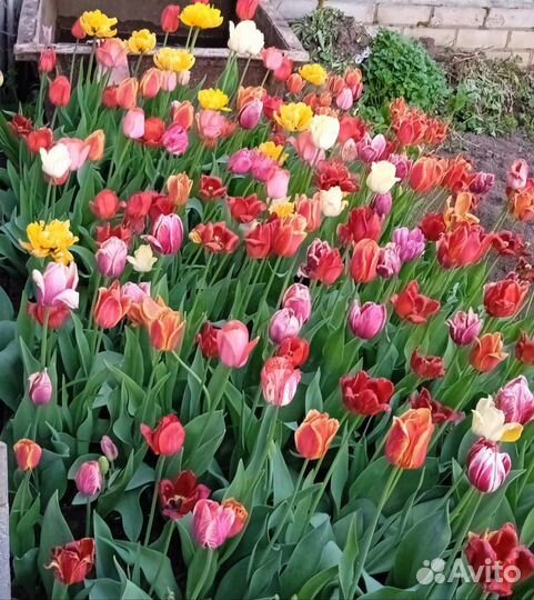 Смесь сортовых луковиц тюльпанов