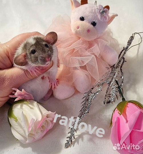 Крысята дамбо мальчишки