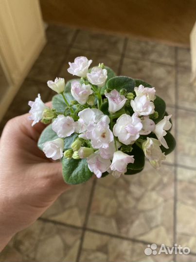 Детки, листы сортовых фиалок