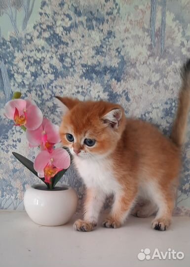 Британский котик