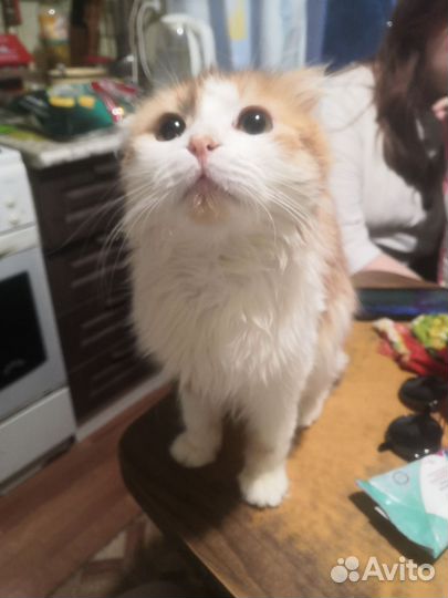 Кот