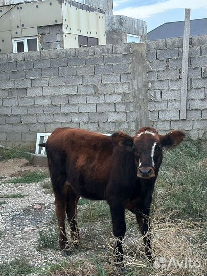 Телята телки