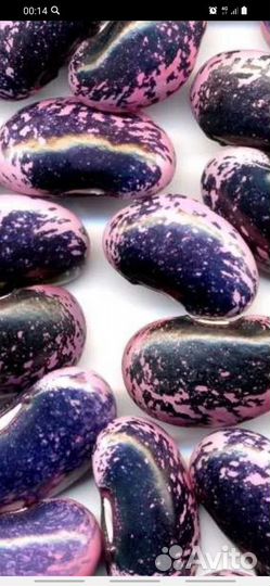 Семена фасоли