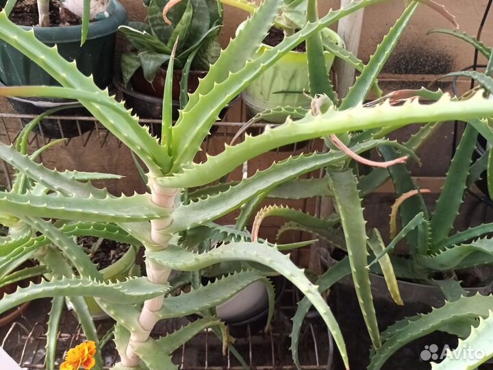 Алоэ столетник