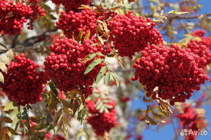 Рябина обыкновенная