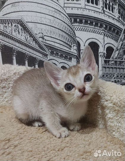 Чудо сингапура