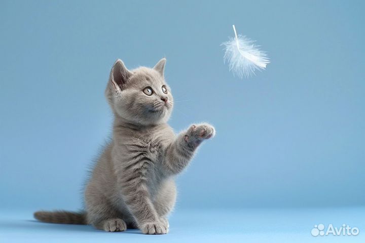 Британские котята от клубных родителей